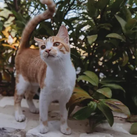 Andama Country Living منزل ريفي